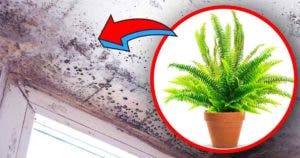 4 plantes d’intérieur qui élimine l’humidité et évite le risque de moisissure dans la maison