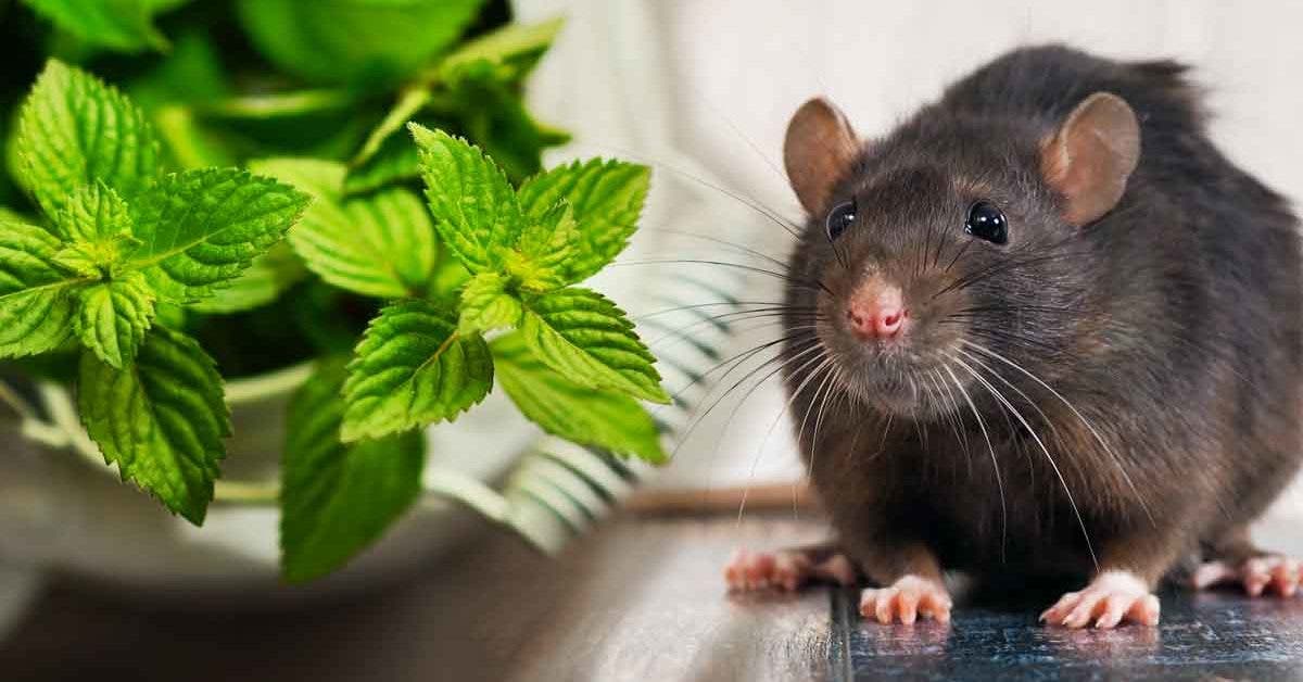 4 plantes efficaces qui éloignent les rats de votre maison définitivement