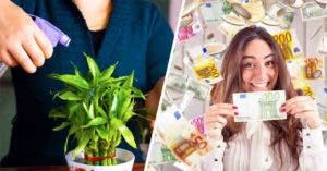 4 plantes qui attirent la richesse dans votre maison selon le Feng Shui