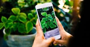 5 applications pour reconnaître les plantes