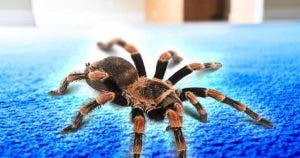 5 astuces naturelles pour chasser les araignées de la maison001