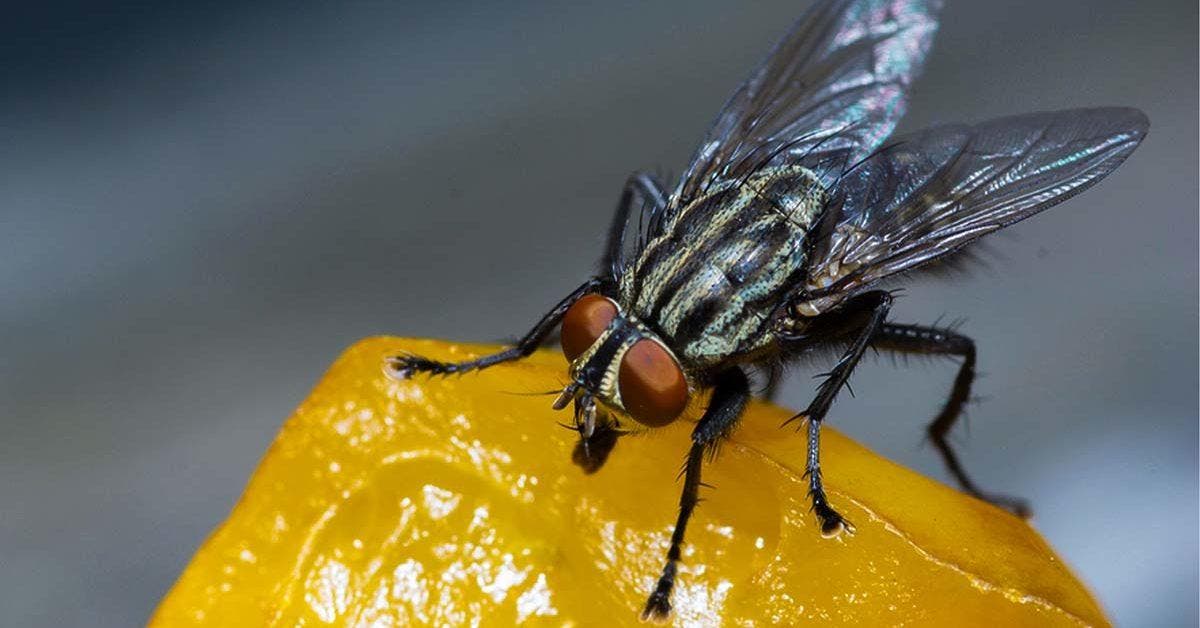 Comment se débarrasser des moucherons