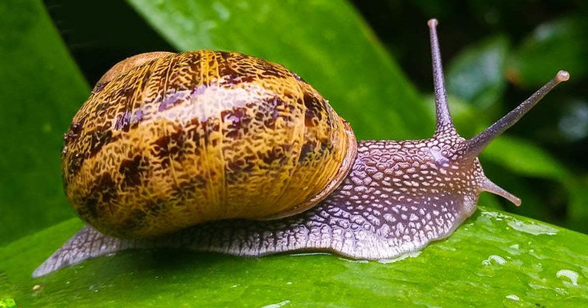 5 astuces pour éloigner les escargots du jardin final