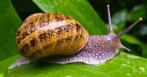 5 astuces pour éloigner les escargots du jardin final