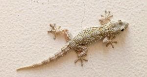 5 astuces pour se débarrasser des lézards à la maison