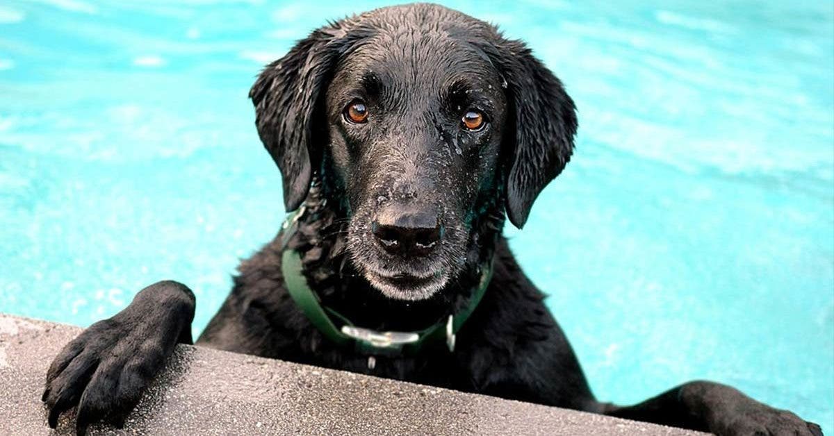 5 étapes pour préparer votre chien à la baignade