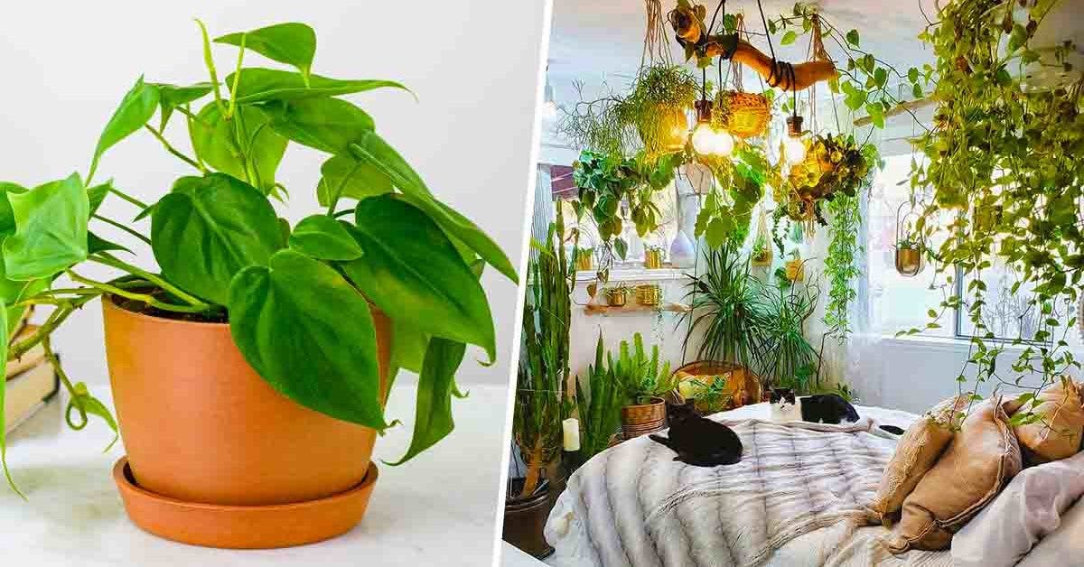 5 plantes à éviter dans la chambre à coucher