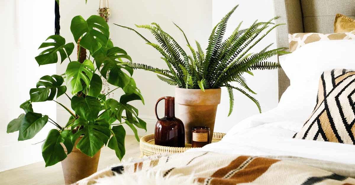 5 plantes allergènes que vous devez sortir de votre chambre