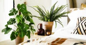 5 plantes allergènes que vous devez sortir de votre chambre