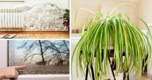 5 plantes d'intérieur qui élimine la moisissure et la condensation à la maison