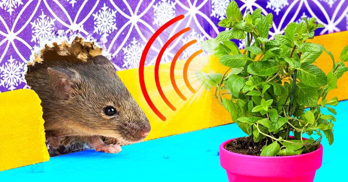 5 plantes qui éloignent les rats et les insectes de la maison : ils vont disparaitre