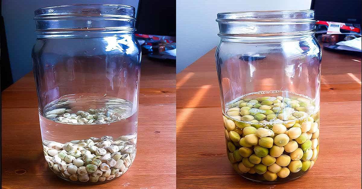5 Reasons to Soak Seeds Before Planting (and How to Do It) Archyde