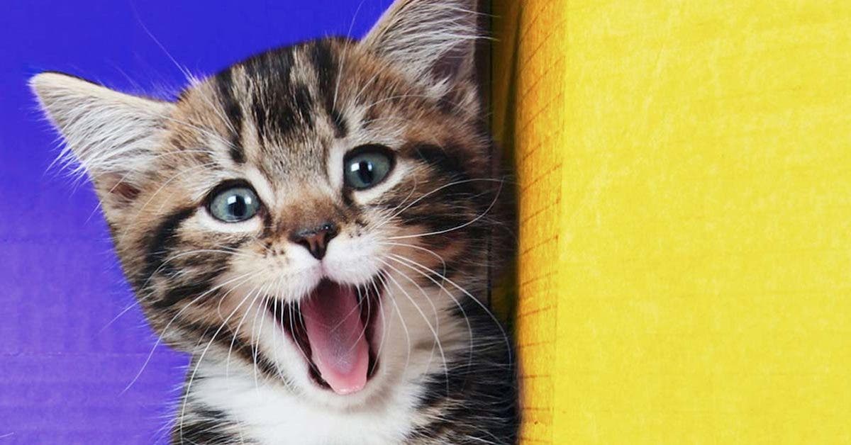 5 raisons pour lesquelles il est bon davoir un chat a la maison