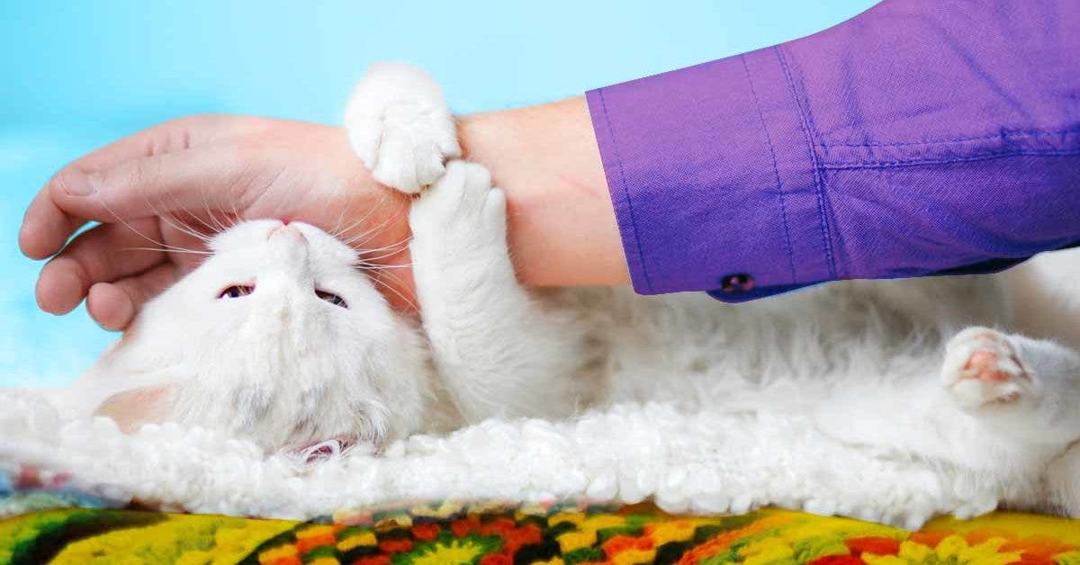 5 signes indéniables qui indiquent que votre chat vous aime et vous fait confiance