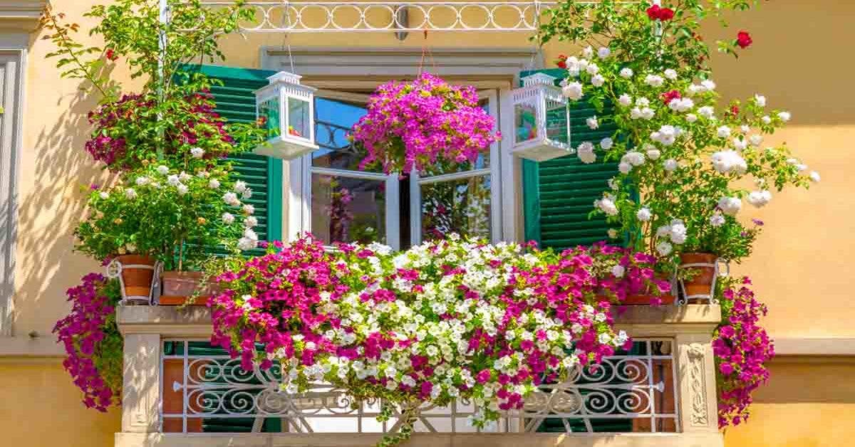 5 varietes de fleurs colorees et parfumees qui embelliront vos balcons