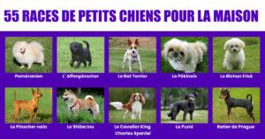 55 races de petits chiens qui font de bons animaux de compagnie pour les familles