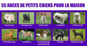 55 races de petits chiens qui font de bons animaux de compagnie pour les familles