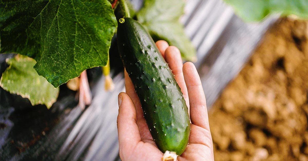 6 erreurs à ne pas commettre lors de la plantation des concombres