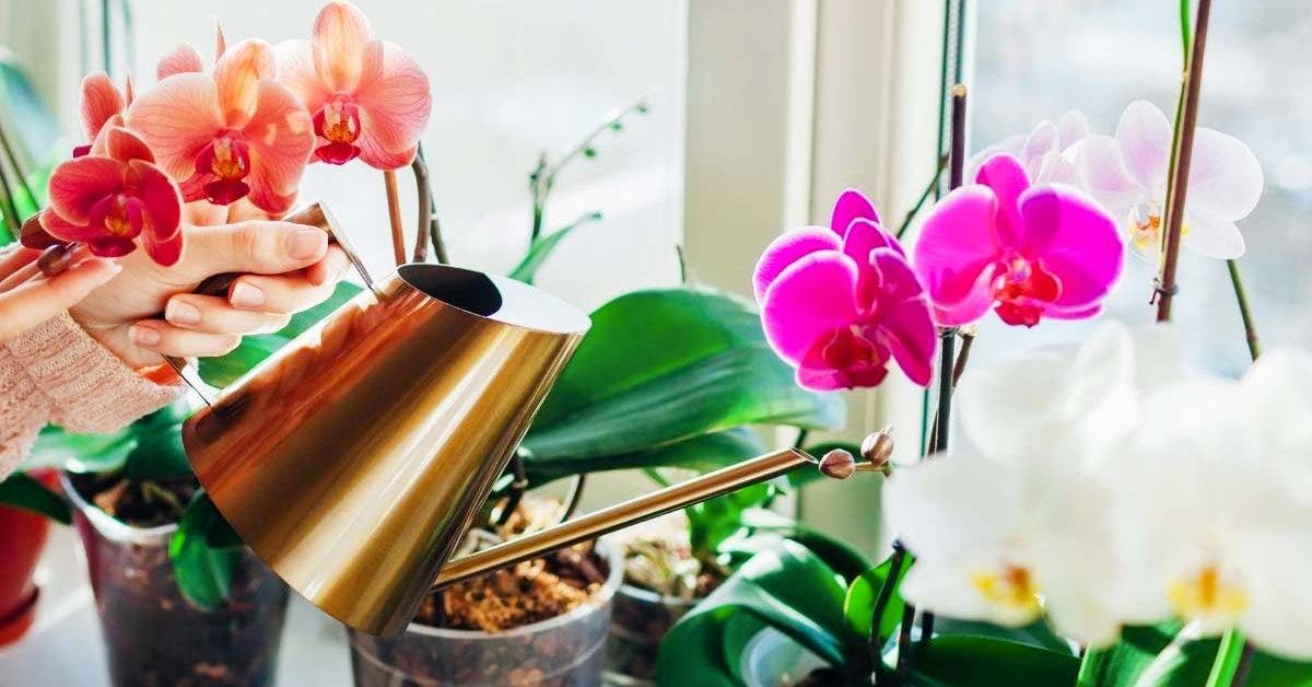 6 grandes erreurs que les gens font lorsqu’ils arrosent les orchidées d’après un expert