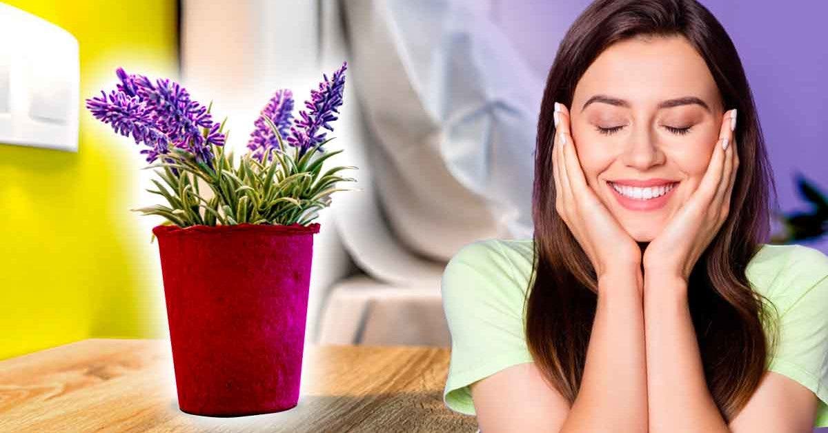 6 plantes d'intérieur qui favorise la bonne humeur à la maison