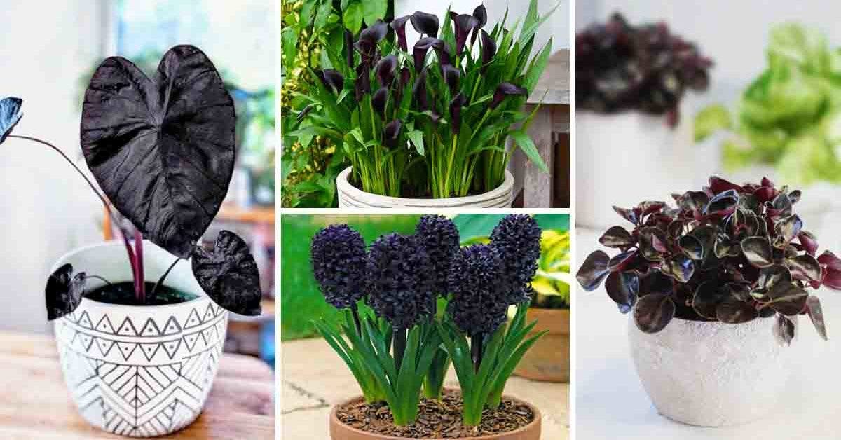 plantes et fleurs de couleur noire pour sublimer votre jardin