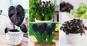 plantes et fleurs de couleur noire pour sublimer votre jardin