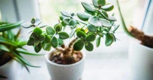 6 plantes qui peuvent attirer la chance, le calme et le bonheur d’après le Feng Shui