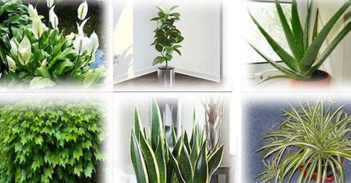 6 plantes qui purifient naturellement lair de votre maison 1