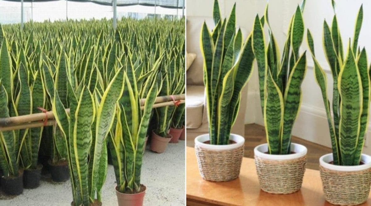 6-plantes-qui-sont-de-veritables-bombes-a-oxygene-qui-depollue-lair-de-la-maison