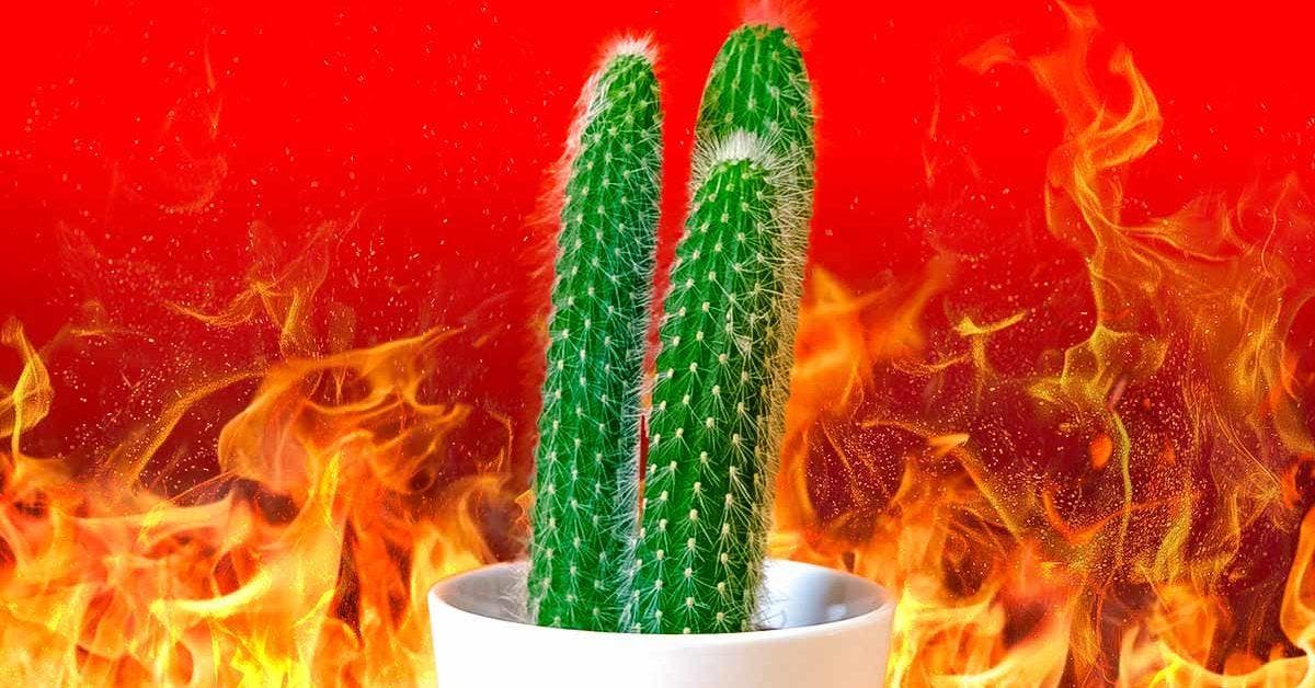 6 plantes résistantes au feu qui peuvent contenir des incendies001