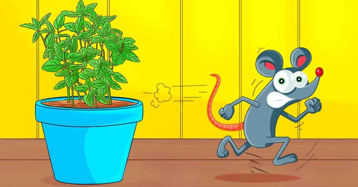 6 plantes répulsives qui éloignent les rats et les souris de la maison