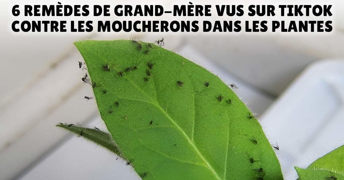 6 remèdes de grand-mère vus sur TikTok contre les moucherons dans les plantes