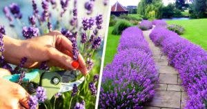 7 astuces pour bien planter une haie de lavande dans votre jardin