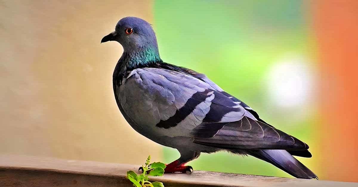 Ultrason contre les pigeons et les volatiles 