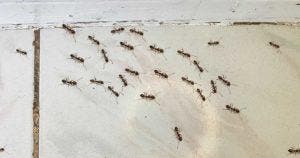 7 astuces pour éloigner les fourmis de la maison et du jardin