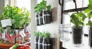 7 herbes aromatiques et medicinales faciles a faire pousser chez soi et comment les cultiver 1