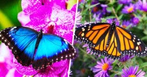 7 plantes pour attirer les papillons et transformer votre jardin_