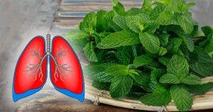 7 plantes pour nettoyer vos poumons et lutter contre lasthme 1