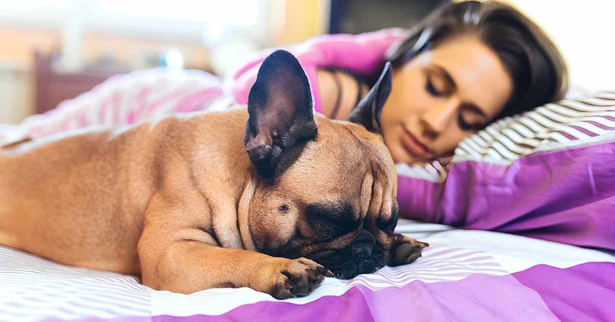 7 raisons pour lesquelles vous devriez dormir avec votre chien_
