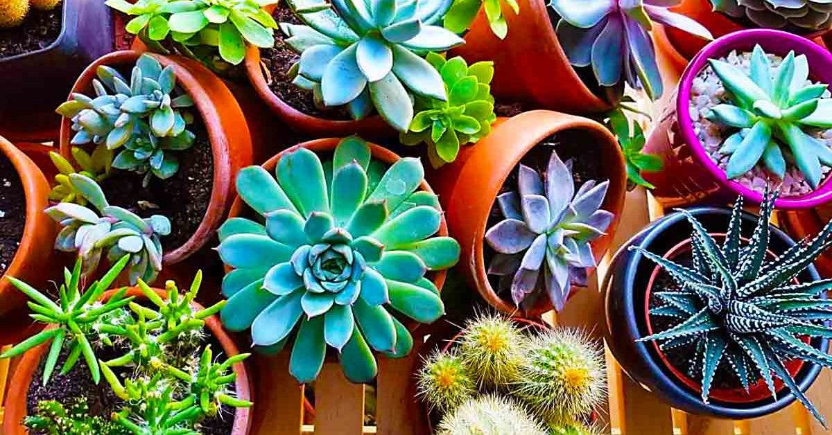 Comment faire pousser plus rapidement ses plantes en indoor et de façon  ecoresponsable ? 