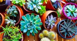 7 types de plantes succulentes et les astuces secrètes pour les faire pousser à la maison