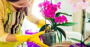 8 astuces pour faire refleurir une orchidée chaque année