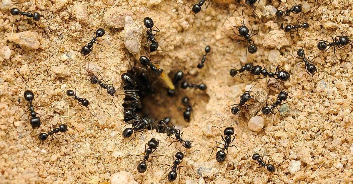 8 astuces pour se débarrasser des fourmis