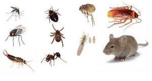 8 facons efficaces de chasser les insectes de votre maison sans produits chimiques 1