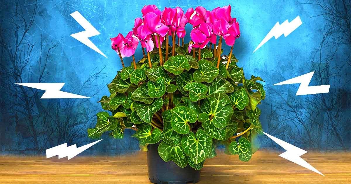 8 fleurs et plantes qui attirent les problèmes à la maison2