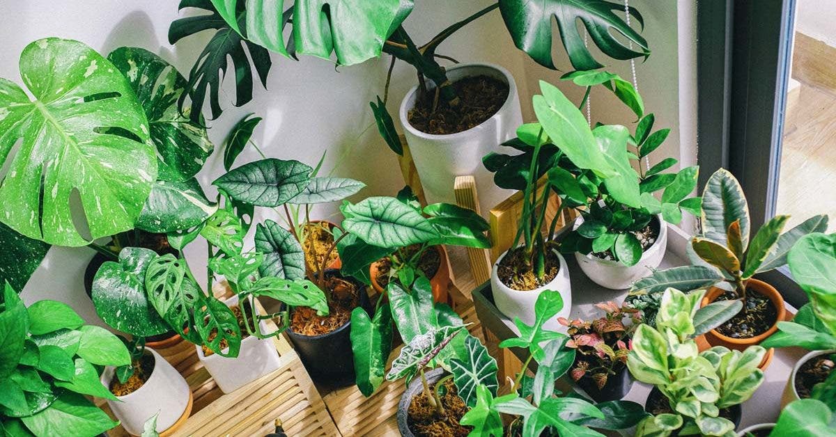 8 jolies plantes d’intérieur dépolluantes qui purifient l’air de la maison