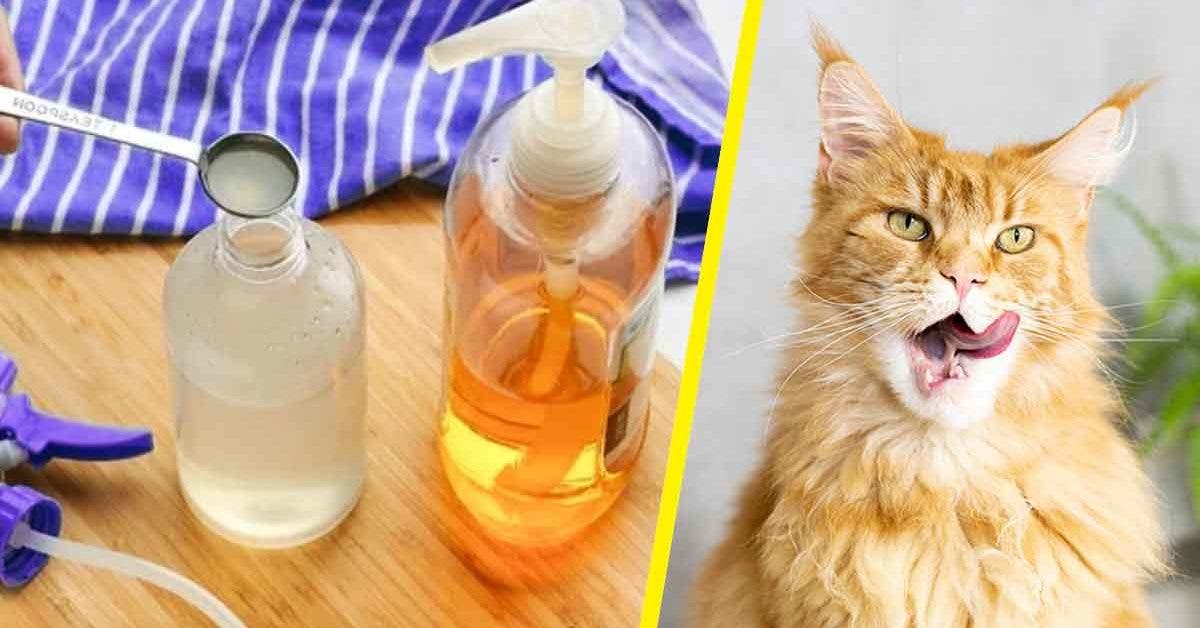 Quels répulsifs naturels pour les chats ?