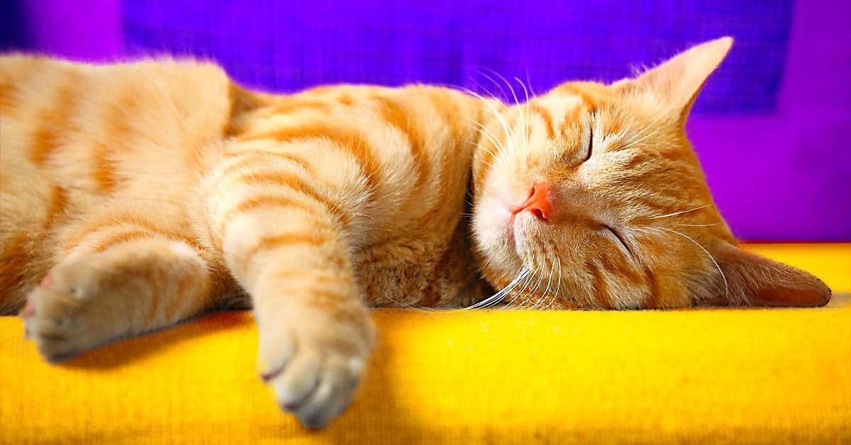 8 signes qui prouvent que votre chat va peut-être bientôt mourir001