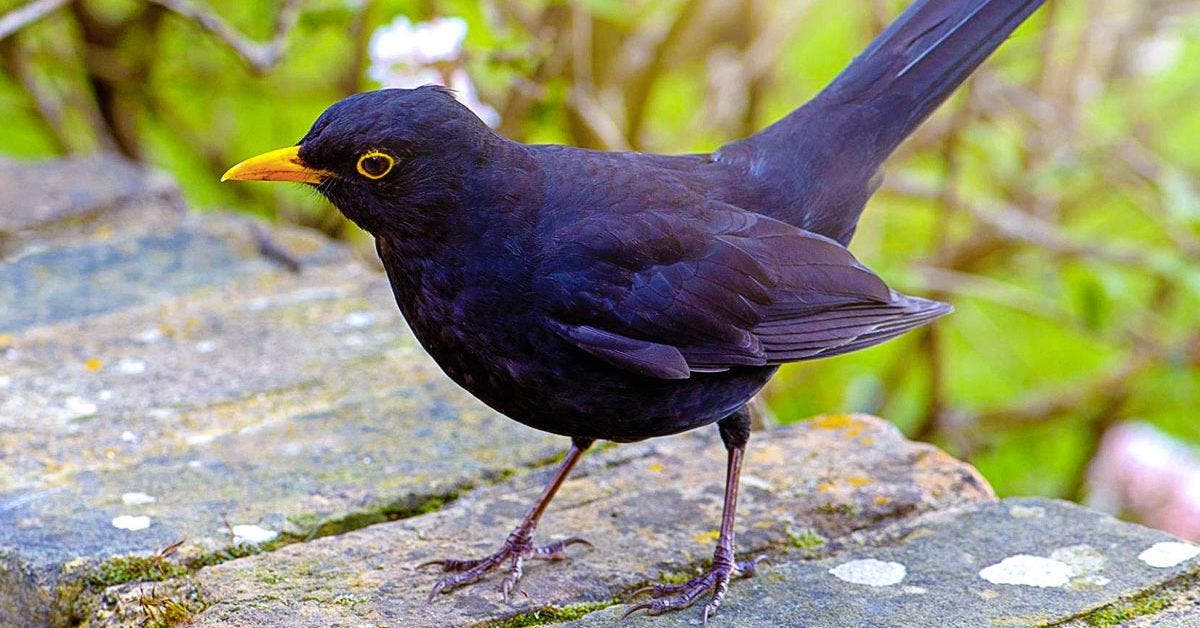 8 solutions naturelles pour éloigner les oiseaux du jardin