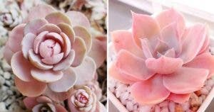 8 succulentes roses faciles à entretenir et parfaites pour décorer votre intérieur